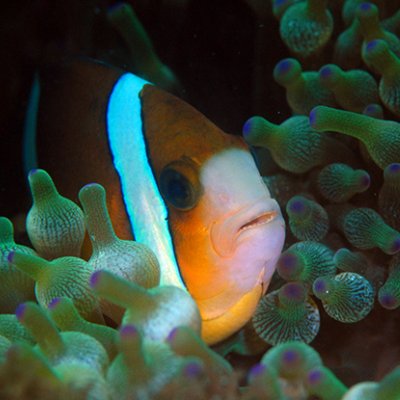 A anemonefish in an anemone.
